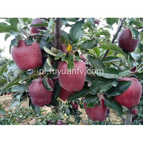 2019 rok nowe świeże jabłko Huaniu
